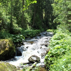 Urlaub im Schwarzwald (8)